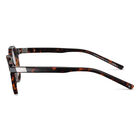 JASP 01, Havana Shiny-, hi-res image number null